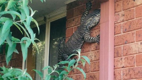 Terrifying Animals From Australia (22 pics) Terrifying Animals From Australia (22 pics)