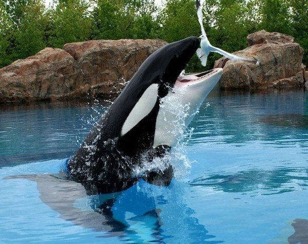 Right Moment (36 pics)