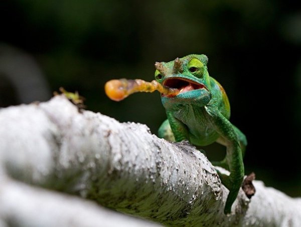 Right Moment (36 pics)