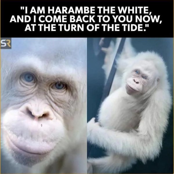 Memes For ''The Lord Of The Rings'' Fans (25 pics)