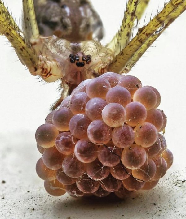 Appetizing But Inedible (26 pics)