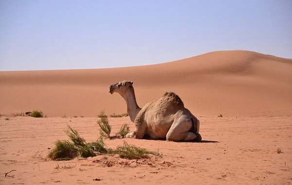 Random Facts (19 pics)