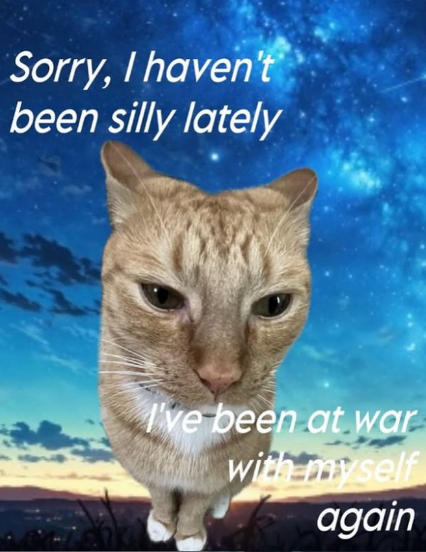 Jokes And Photos For Cats Lovers (32 pics)