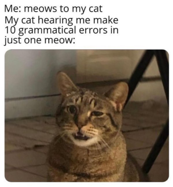 Jokes And Photos For Cats Lovers (32 pics)