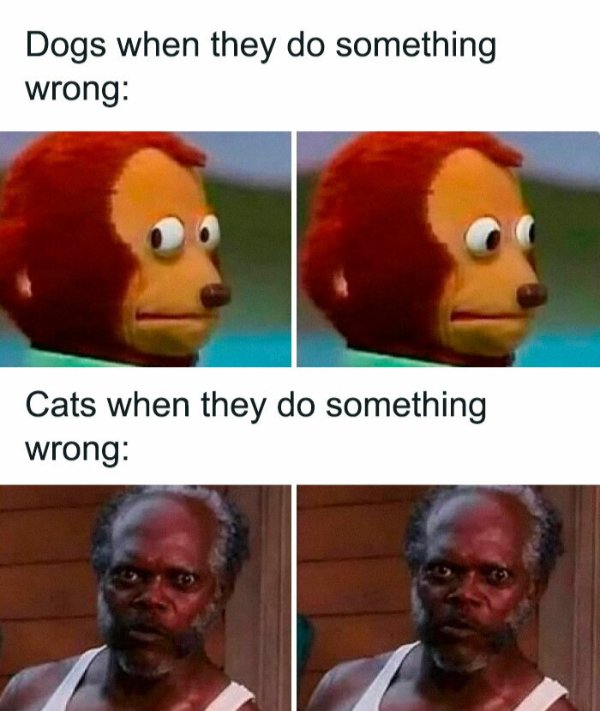 Jokes And Photos For Cats Lovers (32 pics)