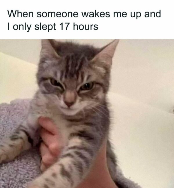 Jokes And Photos For Cats Lovers (32 pics)