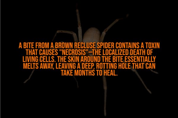 Creepy Facts (13 pics)