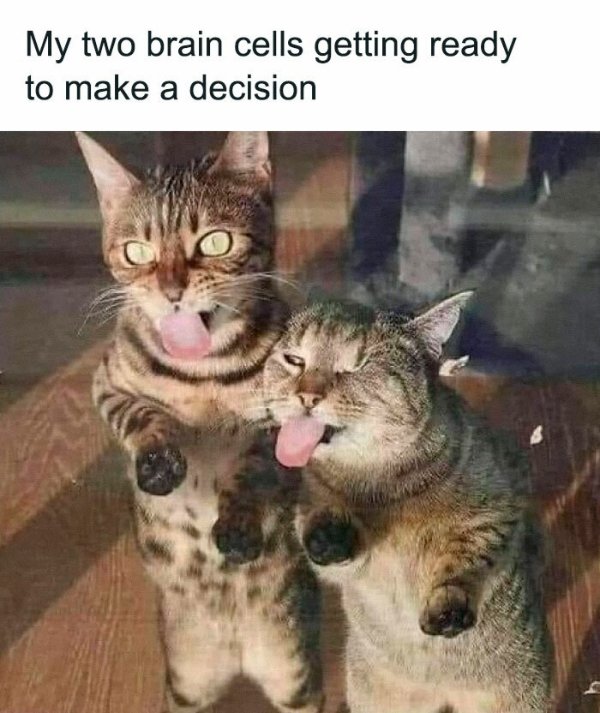 Jokes And Photos For Cats Lovers (32 pics)