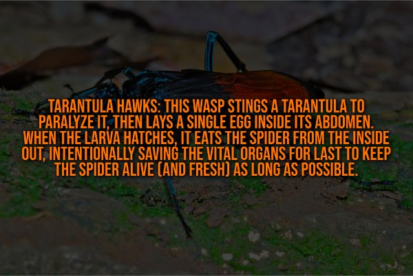 Creepy Facts (13 pics)