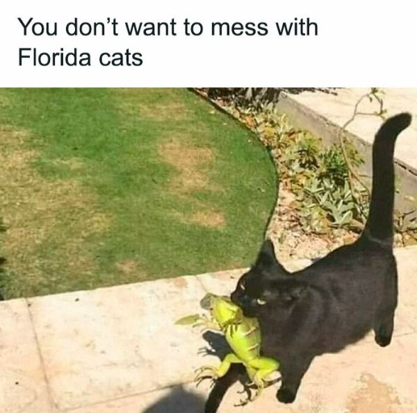 Jokes And Photos For Cats Lovers (32 pics)