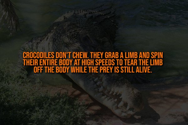 Creepy Facts (13 pics)