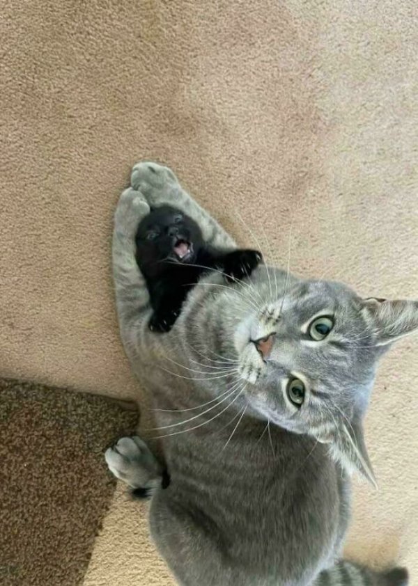 Jokes And Photos For Cats Lovers (32 pics)