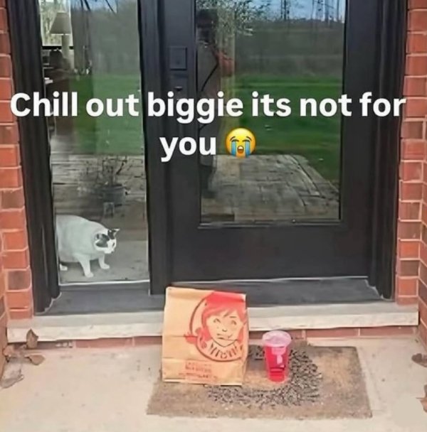 Jokes And Photos For Cats Lovers (32 pics)