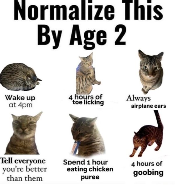 Jokes And Photos For Cats Lovers (32 pics)