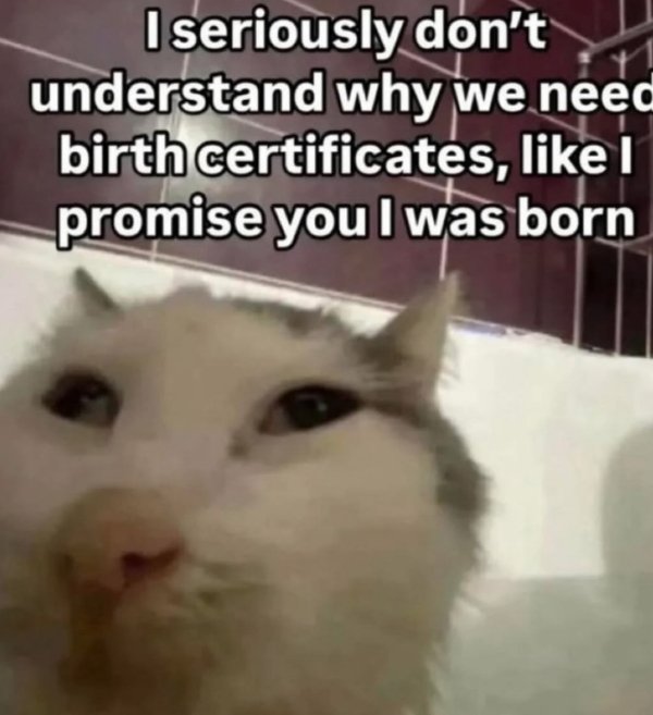 Jokes And Photos For Cats Lovers (32 pics)