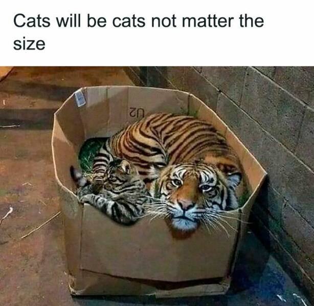 Funny Animals (23 pics)