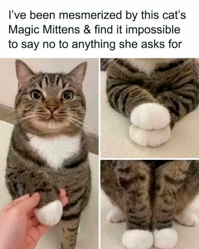 Funny Animals (23 pics)