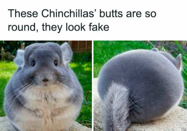 Funny Animals (23 pics)