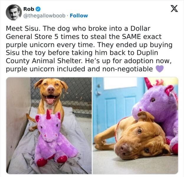 Funny Animals (23 pics)