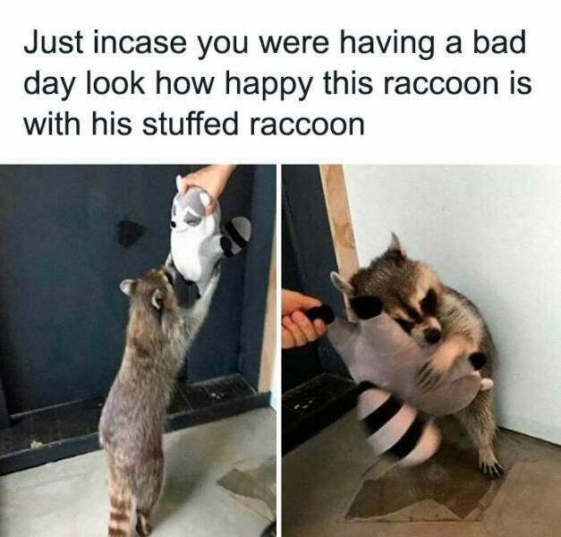 Funny Animals (23 pics)