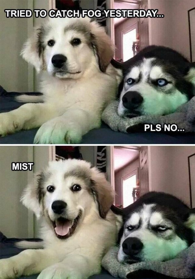 Funny Animals (23 pics)