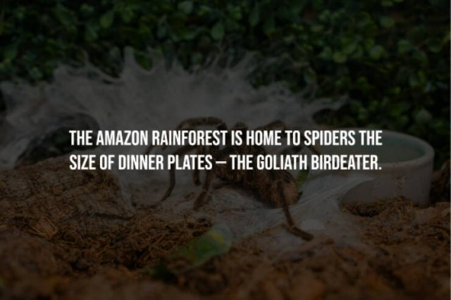 Creepy Facts (15 pics)