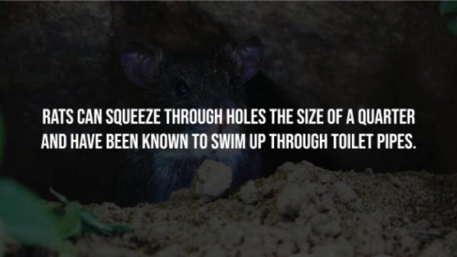 Creepy Facts (15 pics)