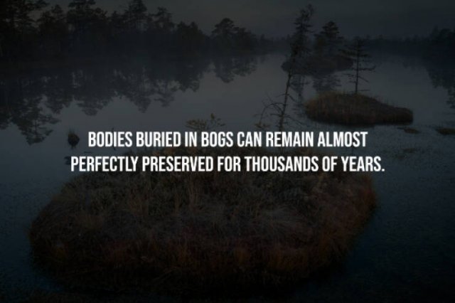Creepy Facts (15 pics)