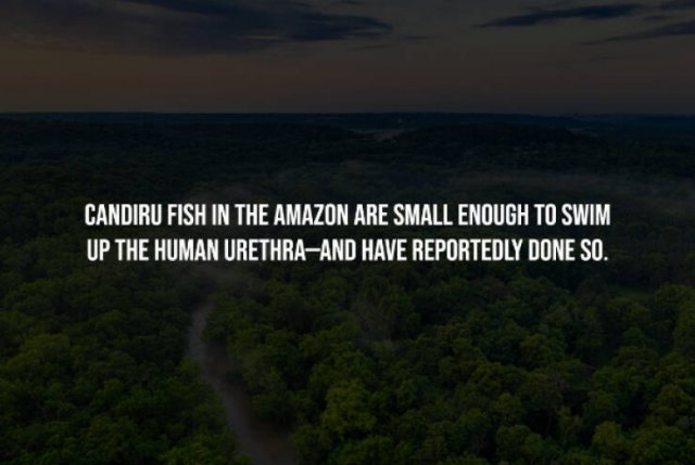 Creepy Facts (15 pics)