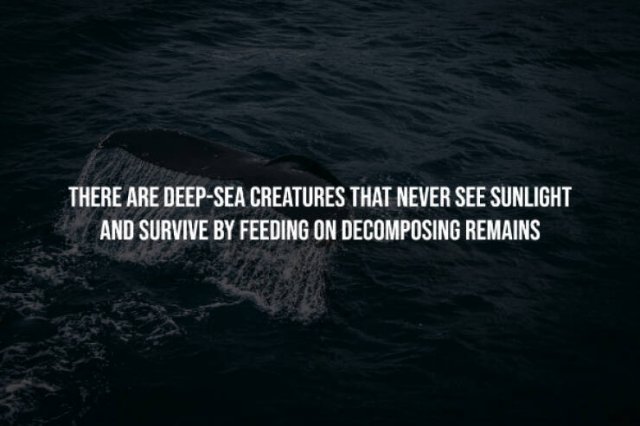 Creepy Facts (15 pics)