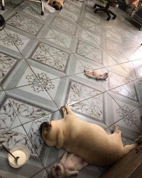 What Is Going On Here? (47 pics) What Is Going On Here? (47 pics)