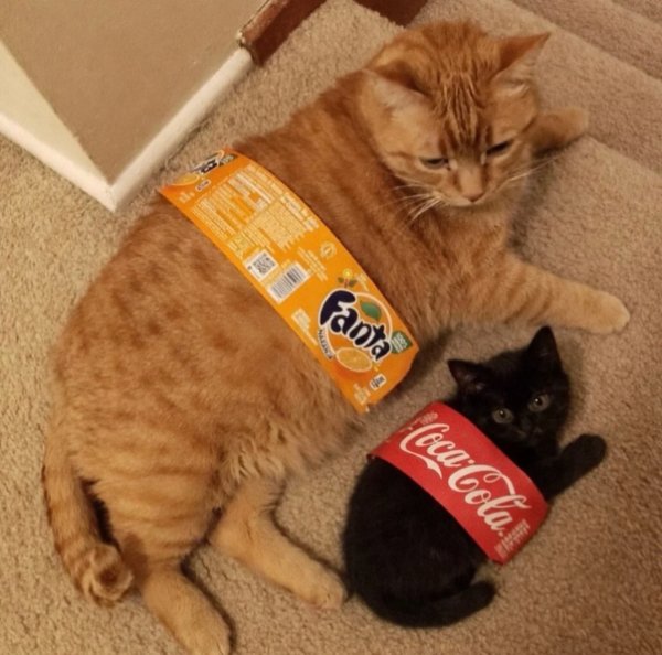 What Is Going On Here? (47 pics) What Is Going On Here? (47 pics)