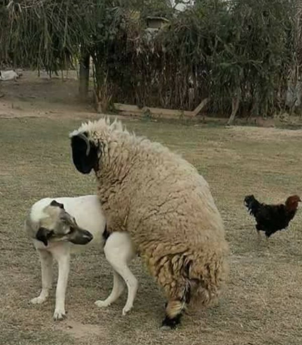 What Is Going On Here? (47 pics) What Is Going On Here? (47 pics)