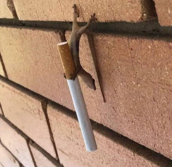 What Is Going On Here? (47 pics) What Is Going On Here? (47 pics)