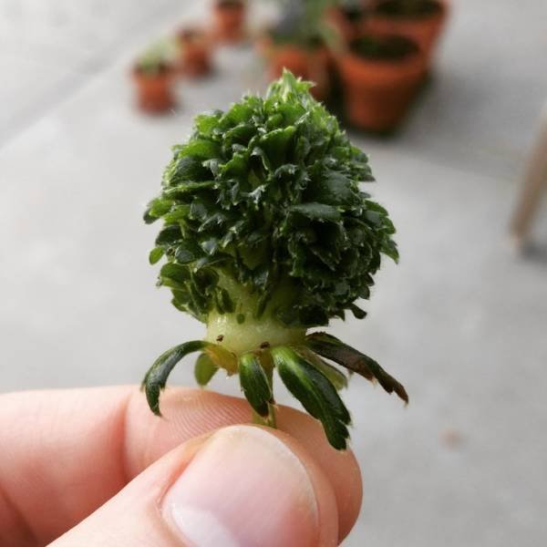 Interesting Finds And Discoveries (24 pics)