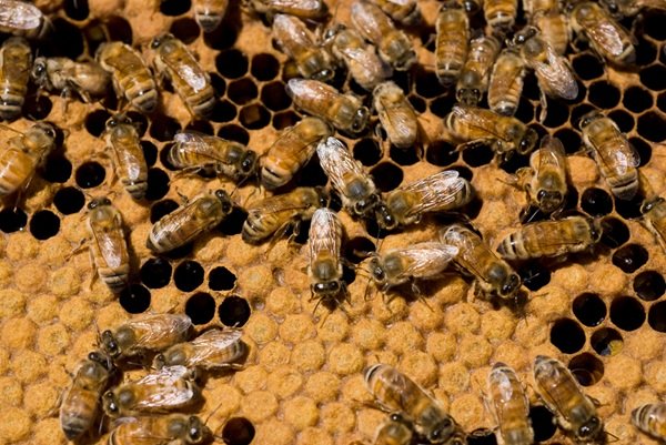 Interesting Facts (17 pics)