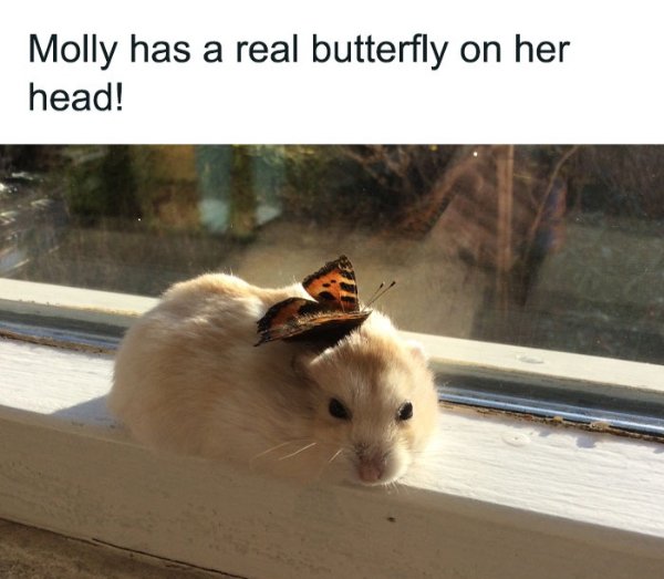 Kind Memes And Stories (26 pics)