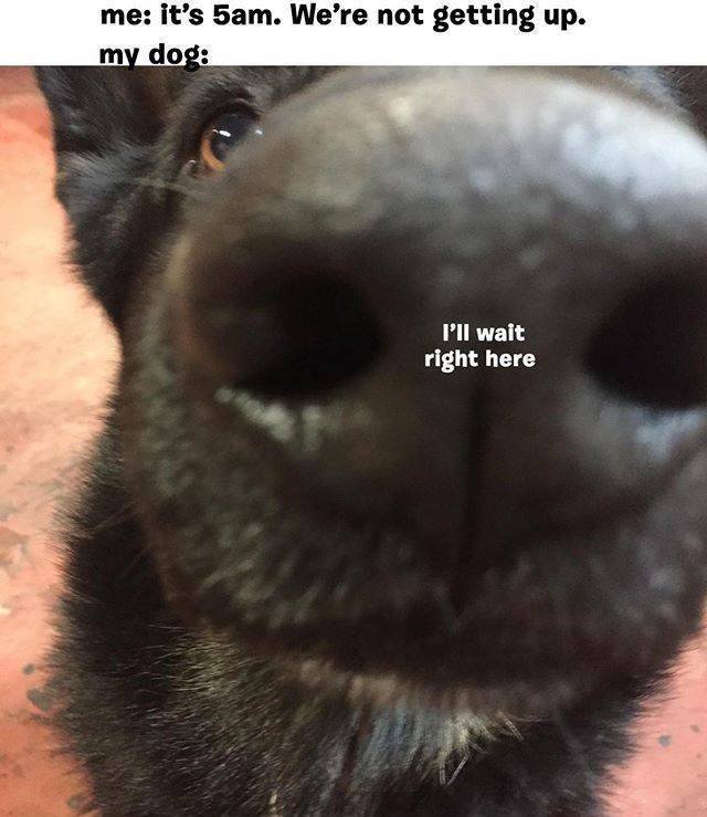 Truthful Memes (30 pics)