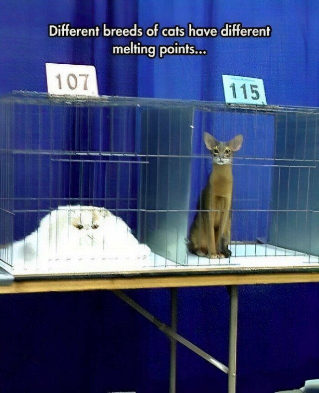 Science Memes (20 pics)