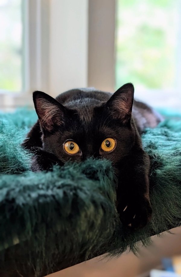 Jokes And Photos For Cats Lovers (38 pics) Jokes And Photos For Cats Lovers (38 pics)