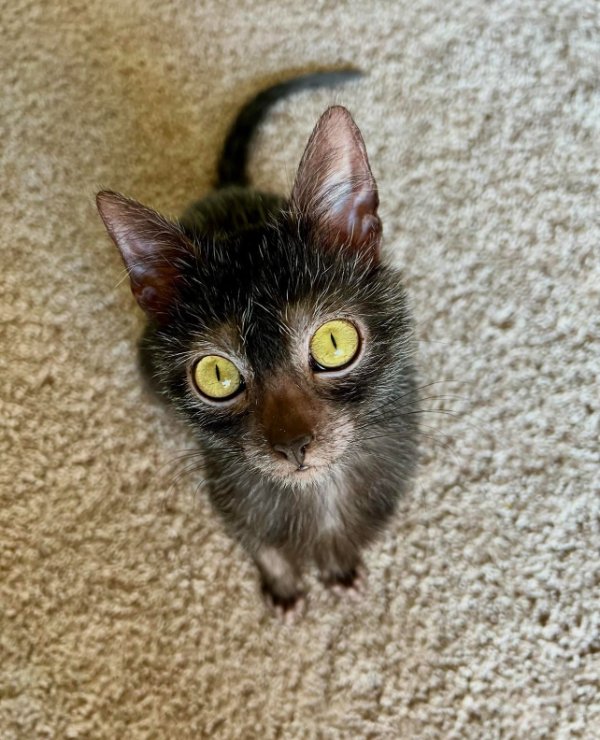 Jokes And Photos For Cats Lovers (38 pics) Jokes And Photos For Cats Lovers (38 pics)