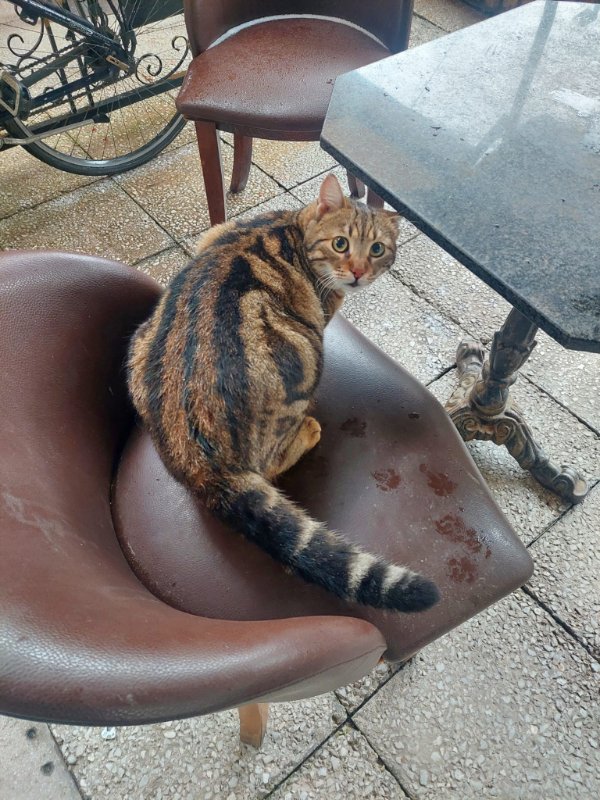 Jokes And Photos For Cats Lovers (38 pics) Jokes And Photos For Cats Lovers (38 pics)