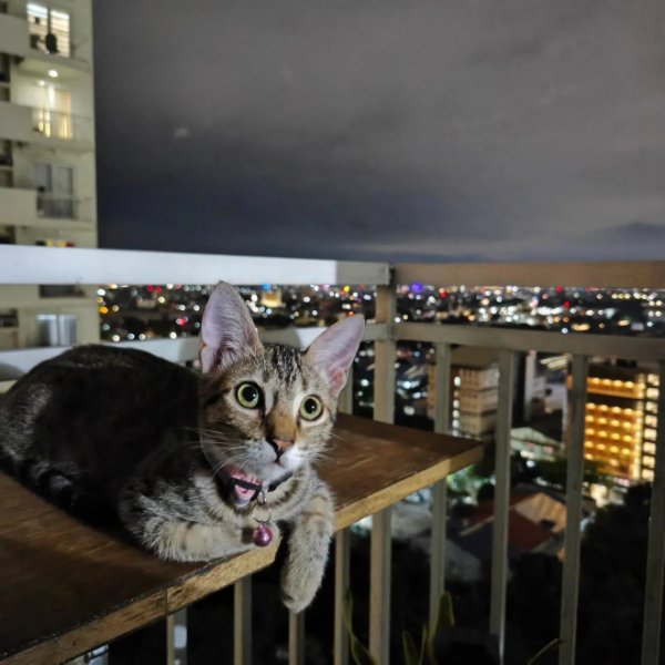 Jokes And Photos For Cats Lovers (38 pics) Jokes And Photos For Cats Lovers (38 pics)