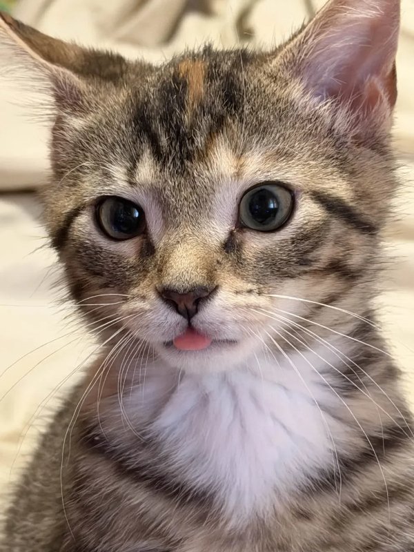 Jokes And Photos For Cats Lovers (38 pics) Jokes And Photos For Cats Lovers (38 pics)