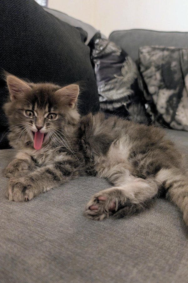 Jokes And Photos For Cats Lovers (38 pics) Jokes And Photos For Cats Lovers (38 pics)