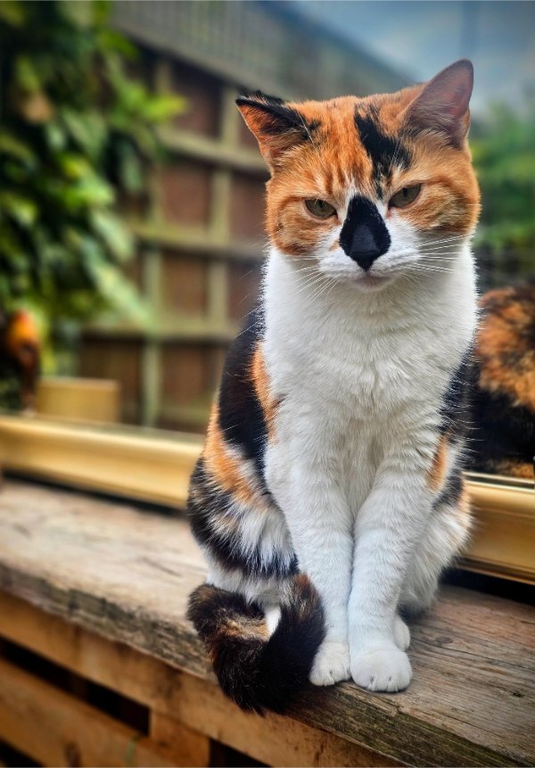 Jokes And Photos For Cats Lovers (38 pics) Jokes And Photos For Cats Lovers (38 pics)