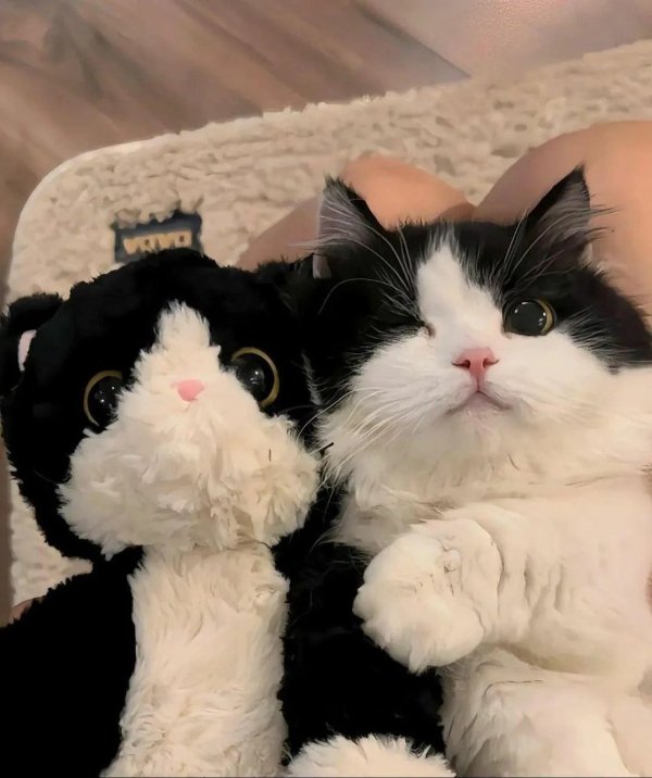 Jokes And Photos For Cats Lovers (38 pics) Jokes And Photos For Cats Lovers (38 pics)