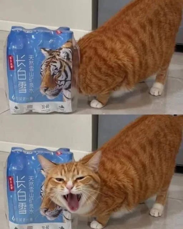 Jokes And Photos For Cats Lovers (38 pics) Jokes And Photos For Cats Lovers (38 pics)