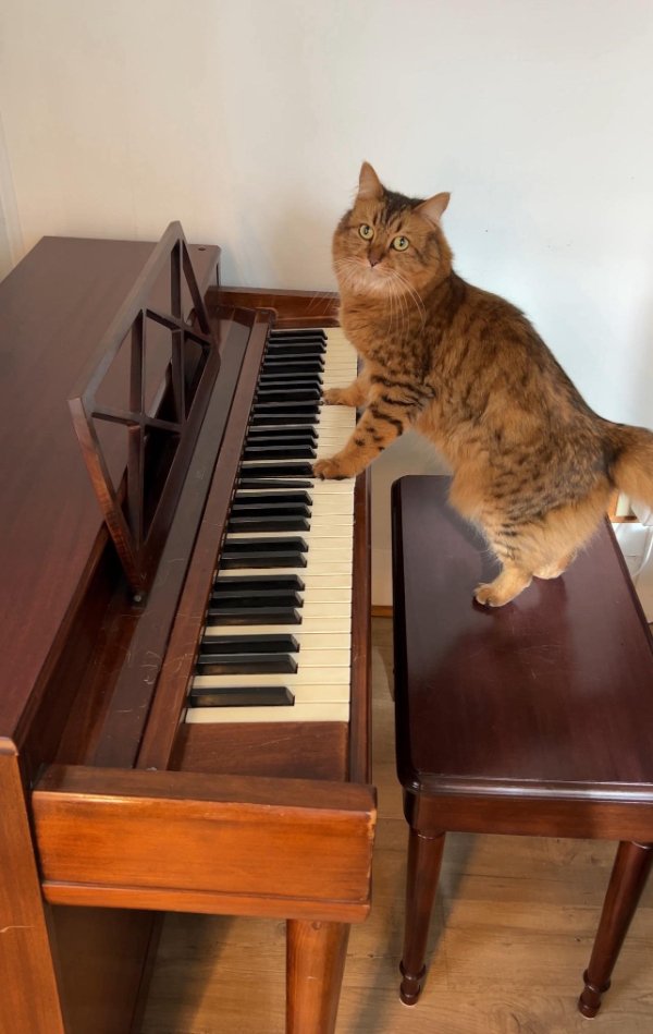 Jokes And Photos For Cats Lovers (38 pics) Jokes And Photos For Cats Lovers (38 pics)