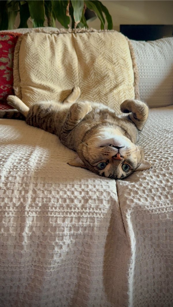 Jokes And Photos For Cats Lovers (38 pics)